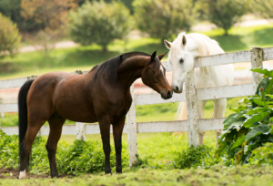 Dois cavalos se cumprimentando pela cerca em Campos do Jordão