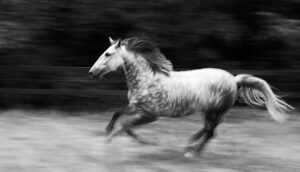 Cavalo cinza galopando em fotografia equestre brasileira