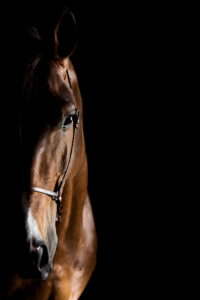 Retrato de cavalo marrom encarando a câmera